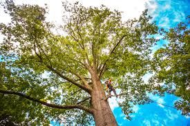 How Our Tree Care Process Works  in  Bonners Ferry, ID