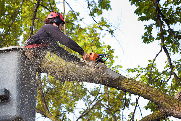 Professional Tree Care in Bonners Ferry, ID